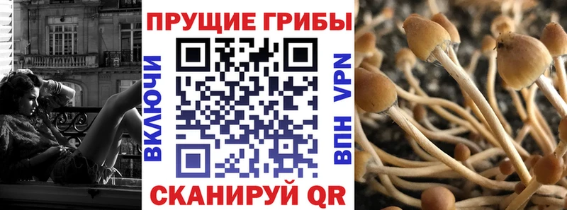 закладки  блэк спрут как войти  Псилоцибиновые грибы MAGIC MUSHROOMS  Брянск 
